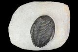 Detailed Hollardops Trilobite - Excellent Eyes #75472-1